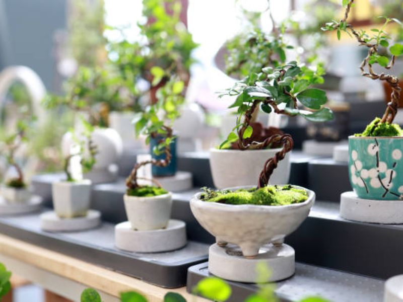 Although bonsai can be created from nearly any tree, specific qualities make certain species better suited for this art form.