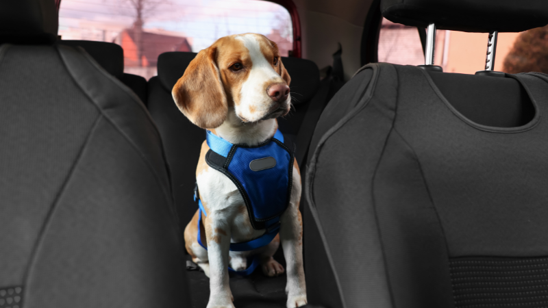 6e096bf8 ee81 4fa2 804e 36ebc7bc5846 Dog Peed in Car: How To Deal with Unfortunate Accidents