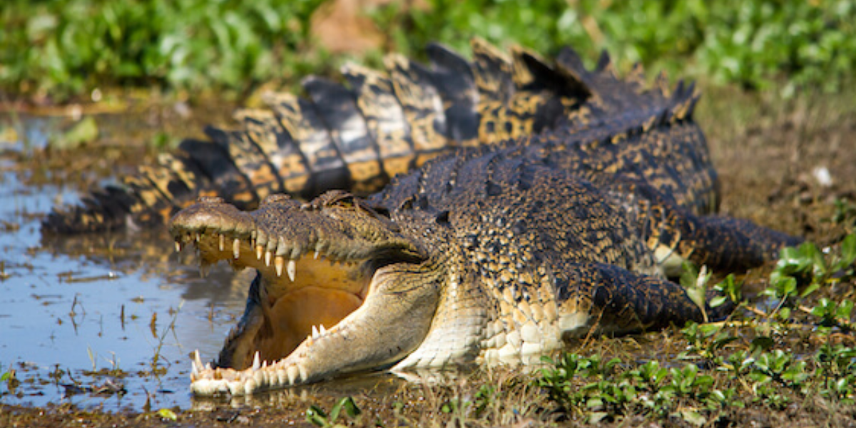 interesting animals in vietnam