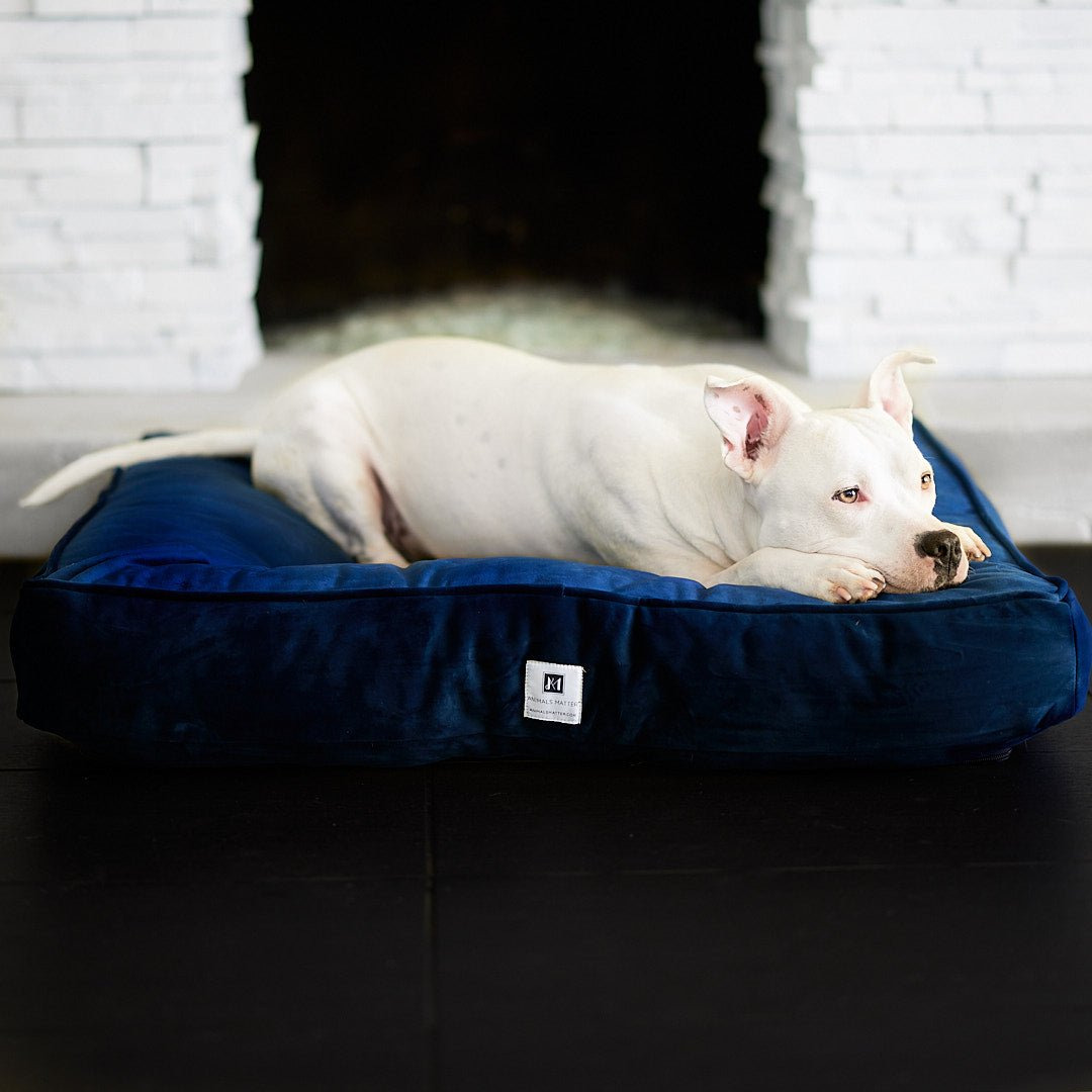 Hudson resting on his Animals Matter Orthopedic Dog Bed, the Ali Jewel Ortho Square and a link to purchase.