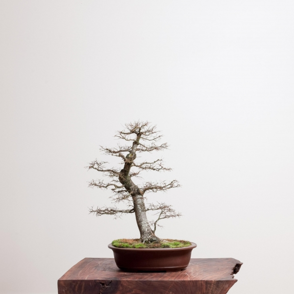 Bonsai tree, bonsai trees live, growing species