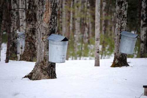 What you'll find on sugar maple farms across Connecticut: taps, and buckets to collect sap