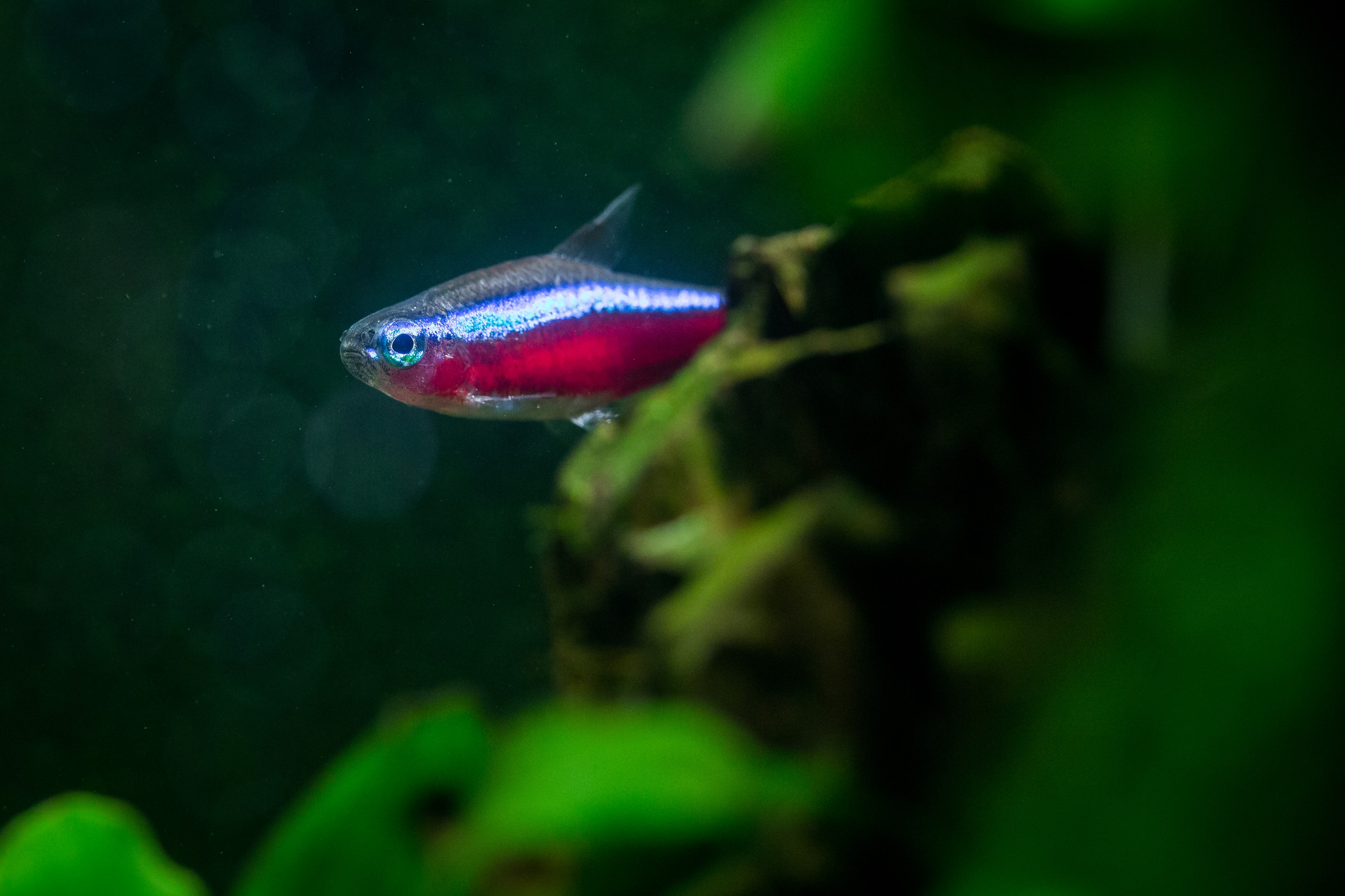 Neon tetra is a good choice but you need to take its temerament into consideration.