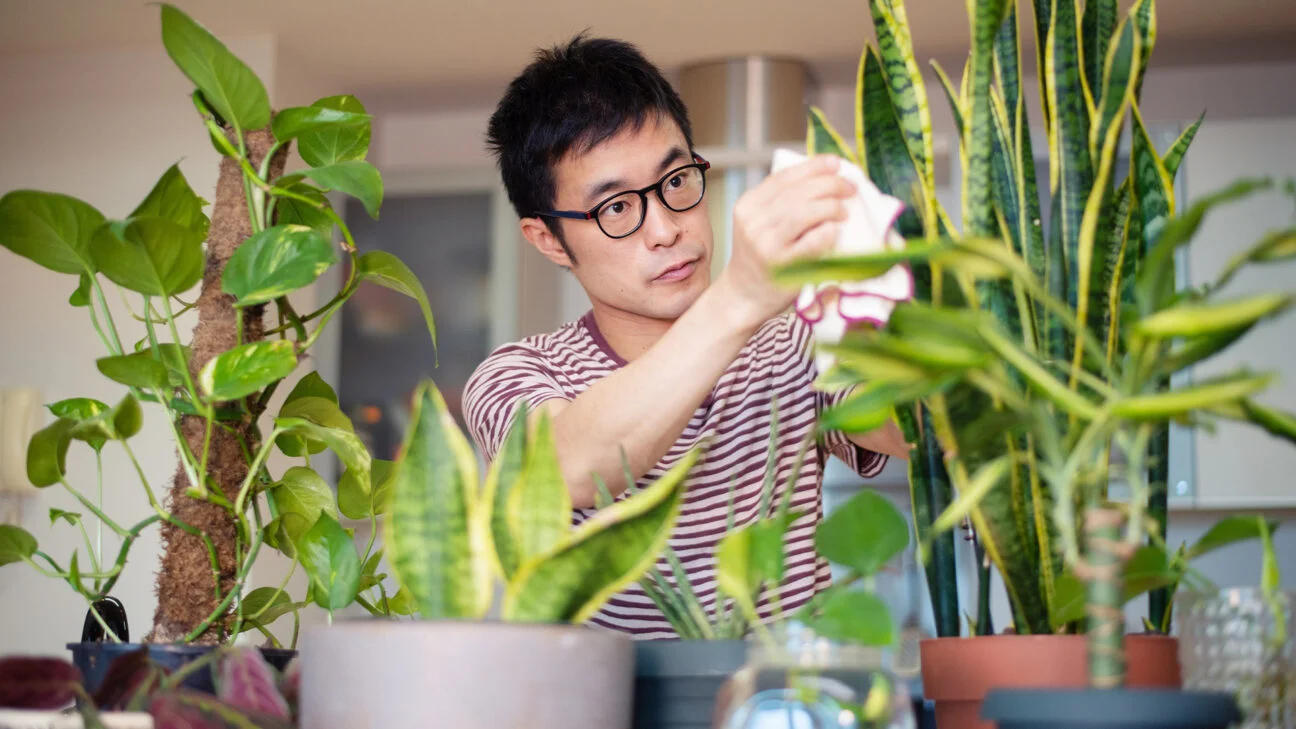 The Best Low-Maintenance Houseplants For Stress Relief