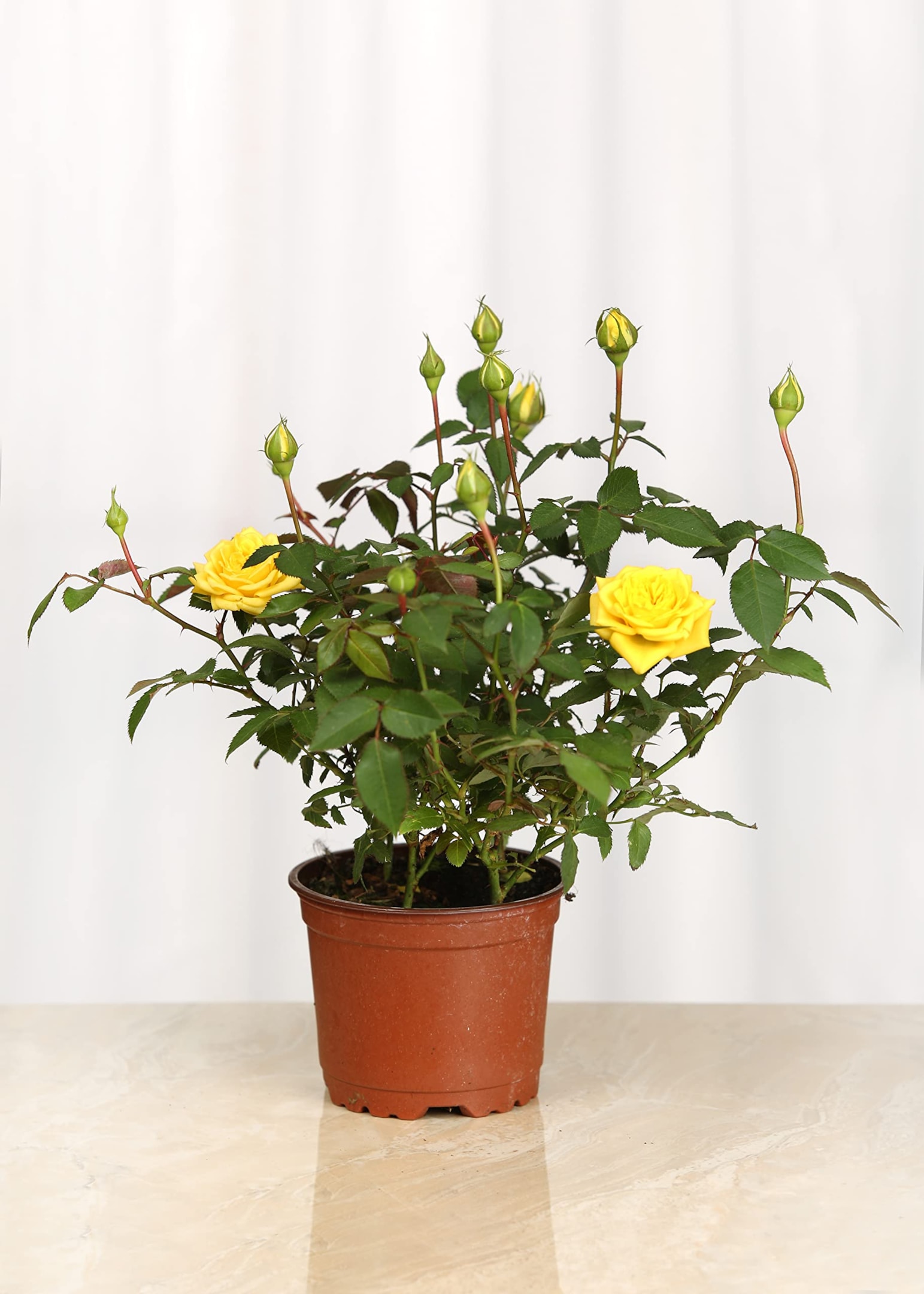 Live Houseplant Roses, Charming Mini Yellow Rose