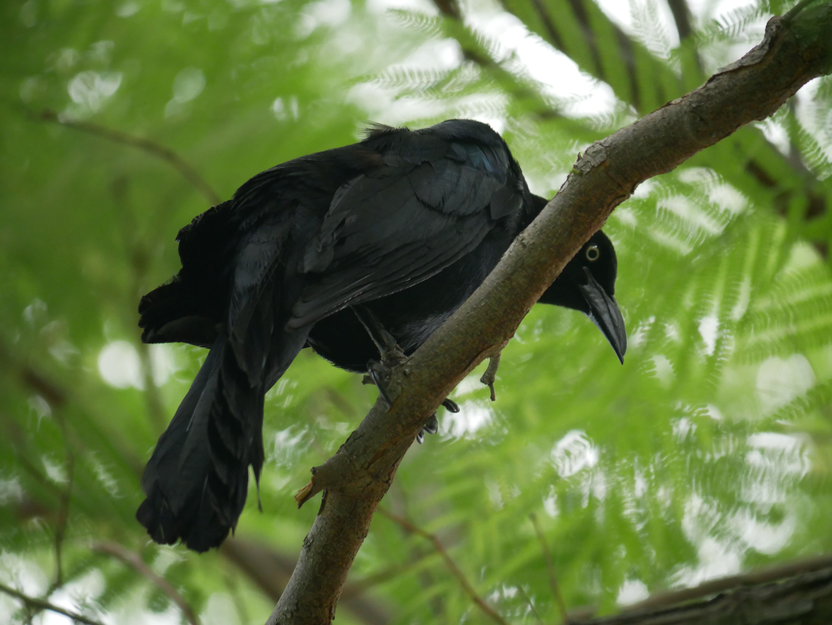 Number 5 Crows