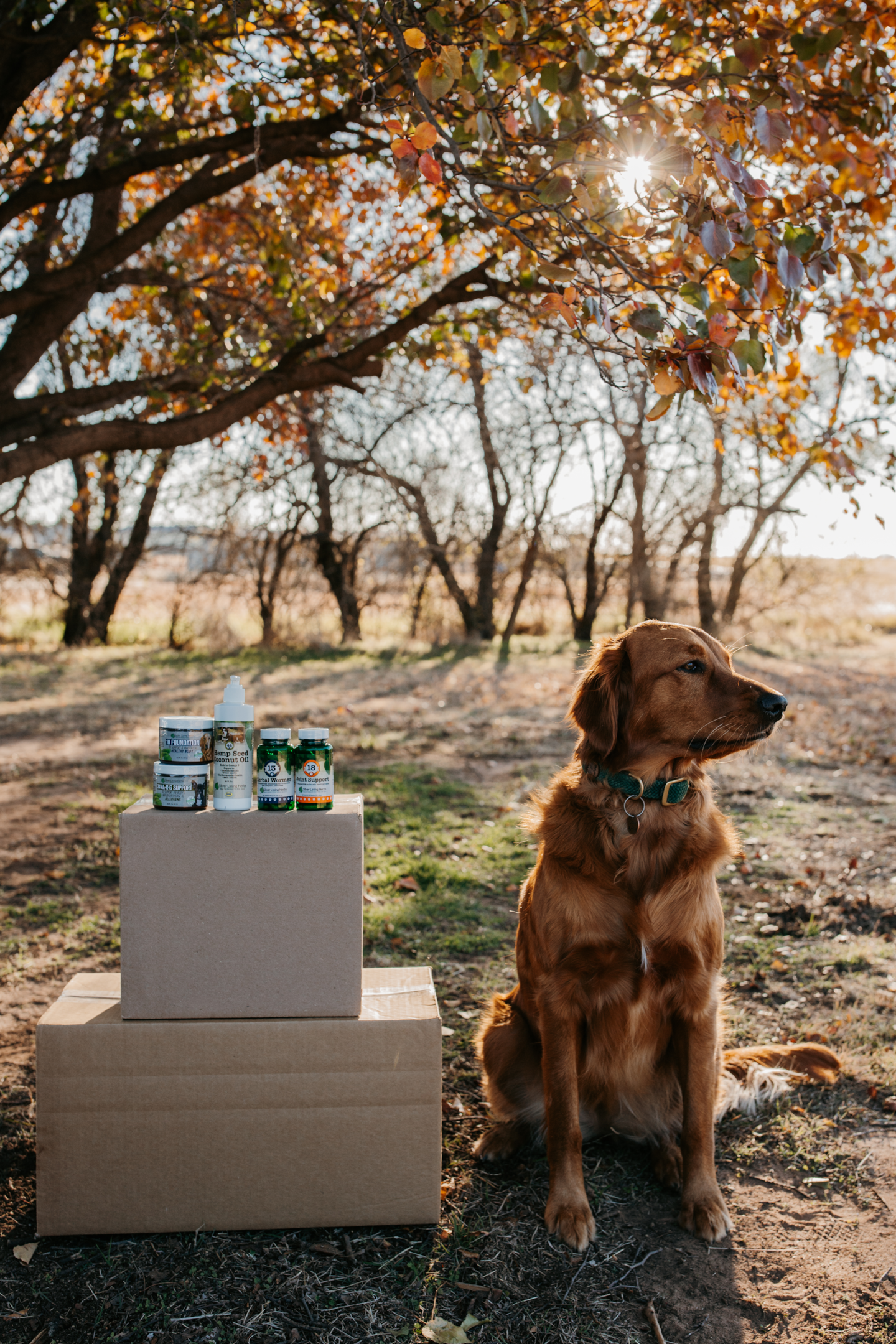 Silver Lining Herbs detox support products in foreground next to dog