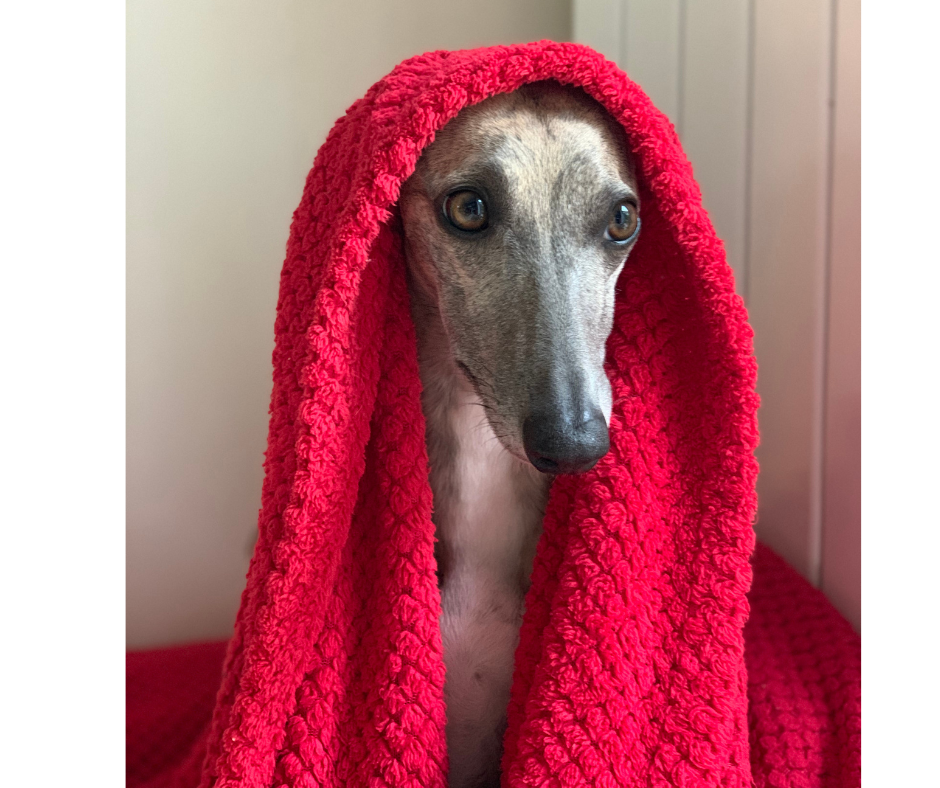 A Whippet sitting under a red towel