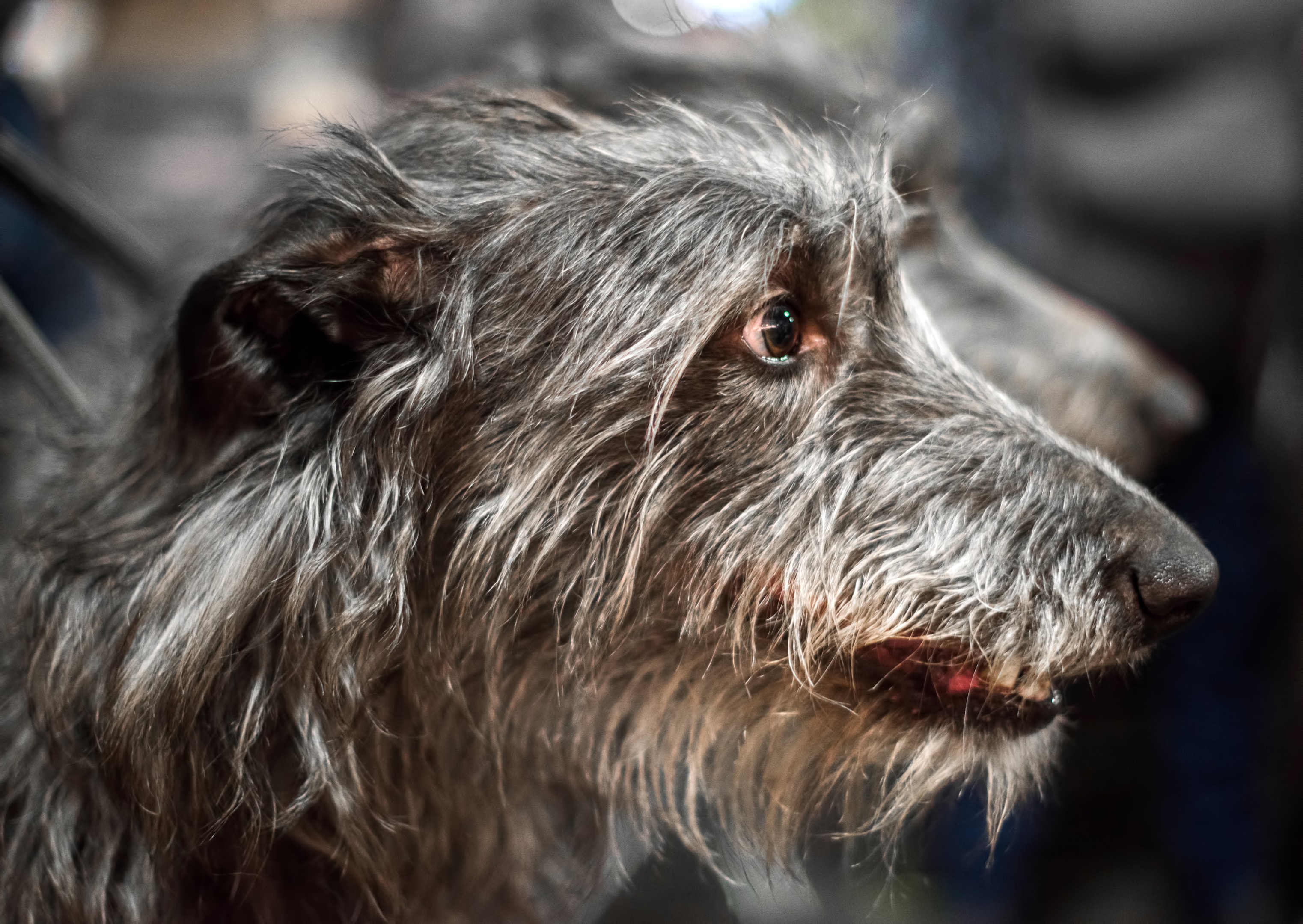 A close up side view of a Scottish Deerhound face