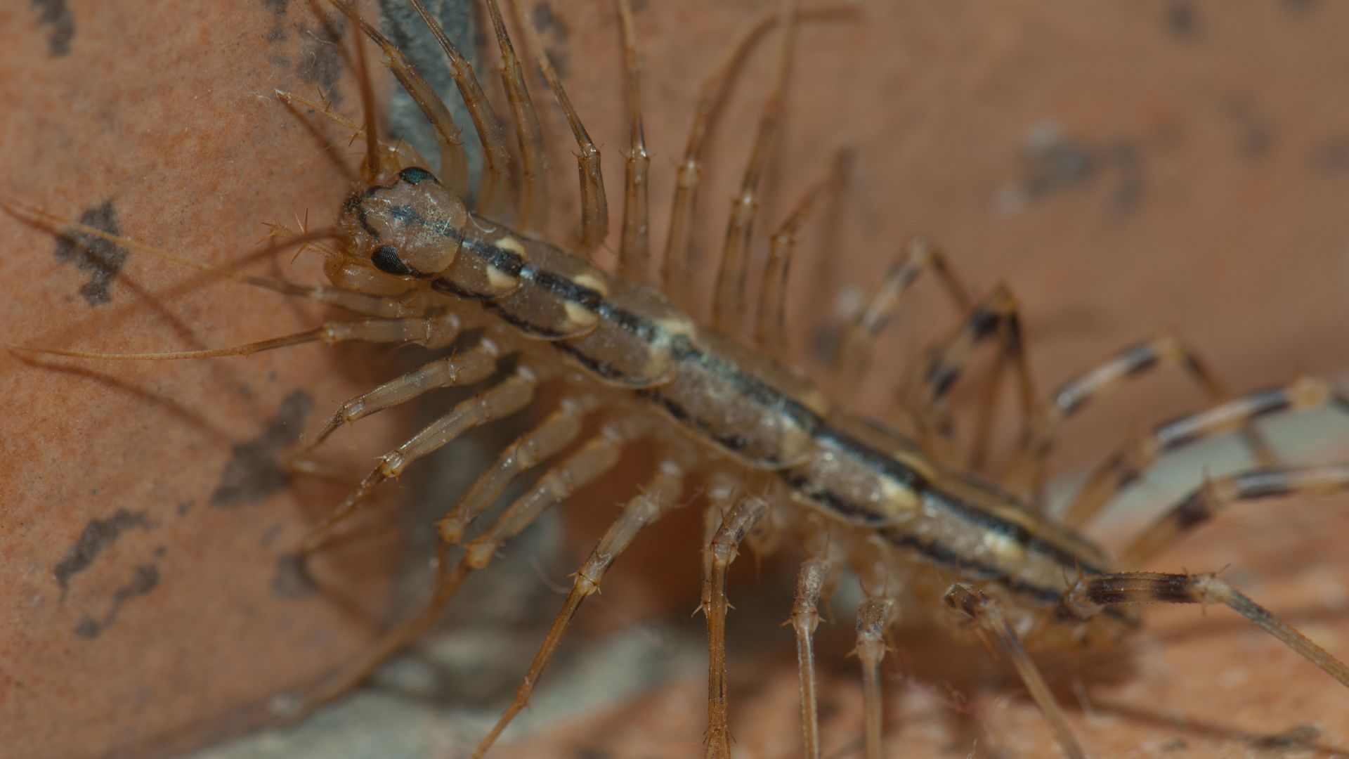 An image of a centipede crawling on a red stone wall inside a home.