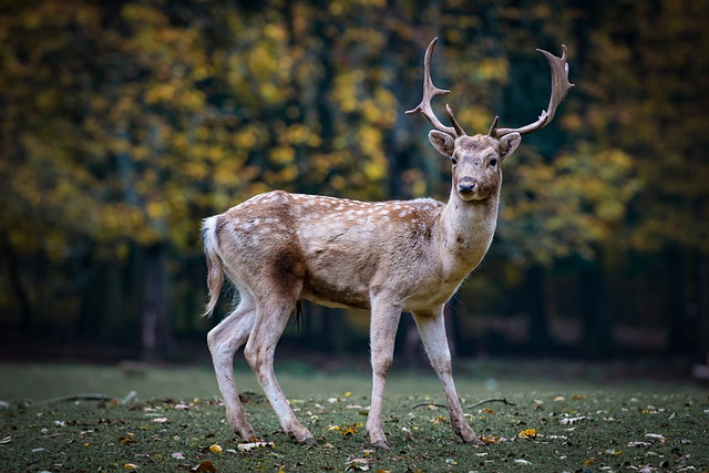 roe deer, deer, antlers