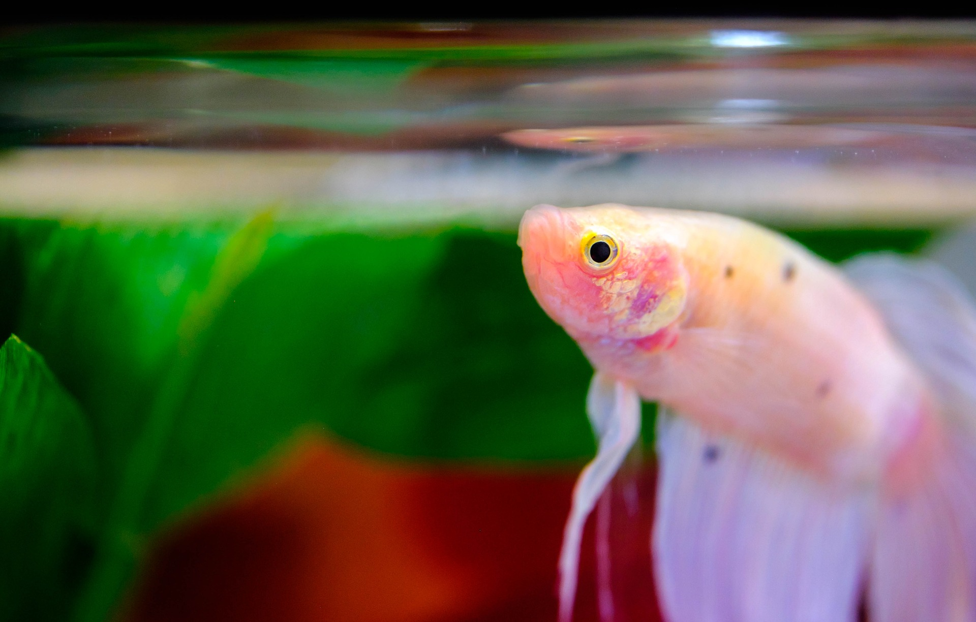 Betta splenden near the surface