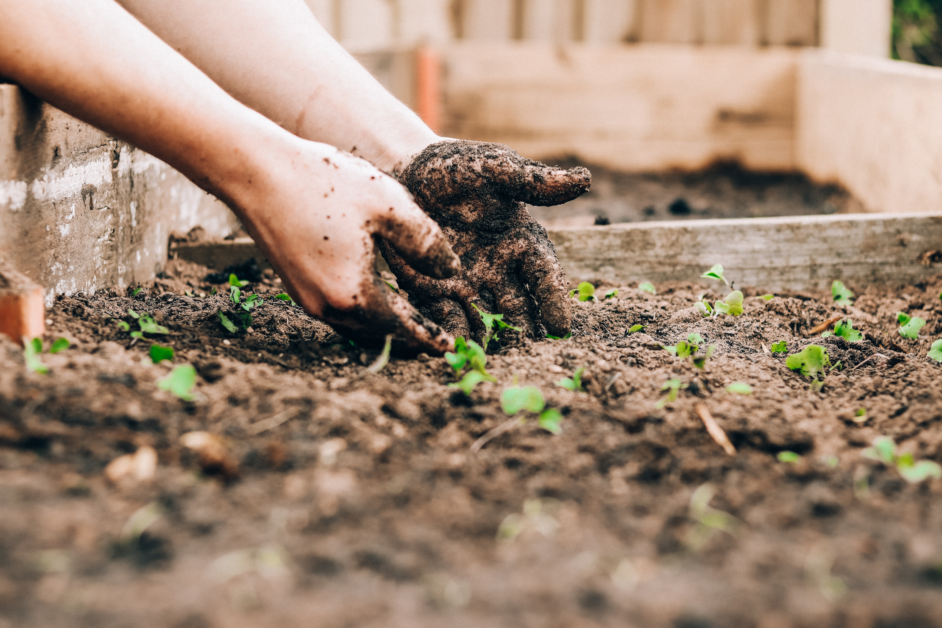 The dirtier the hands the more fulfilling planting is | Photo from Unsplash 