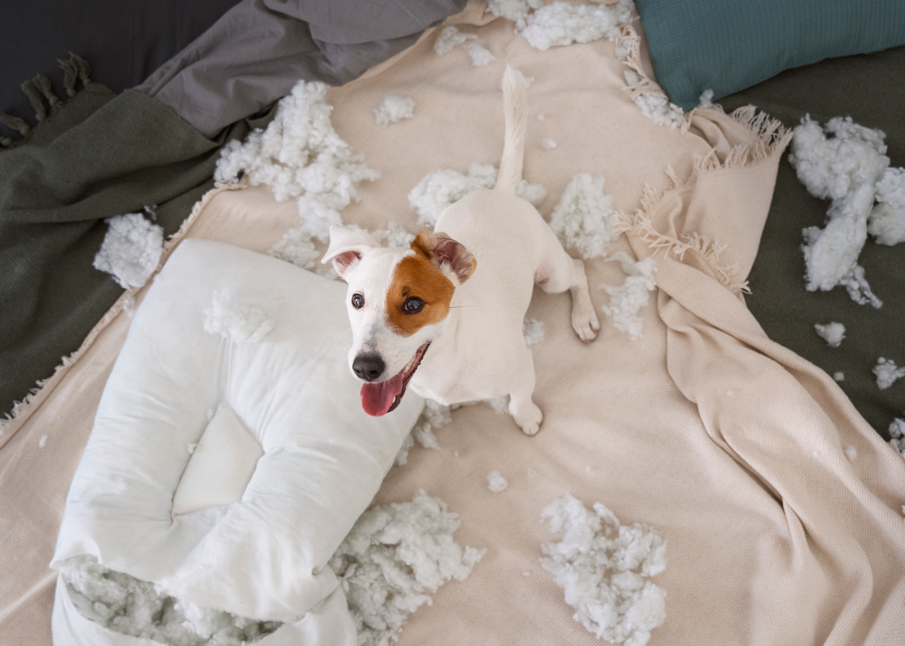 Unearthing the Mystery: Why Do Dogs Dig on Beds and Couches?