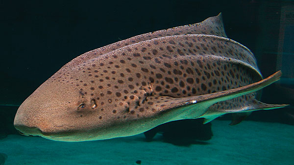 Zebra SharK