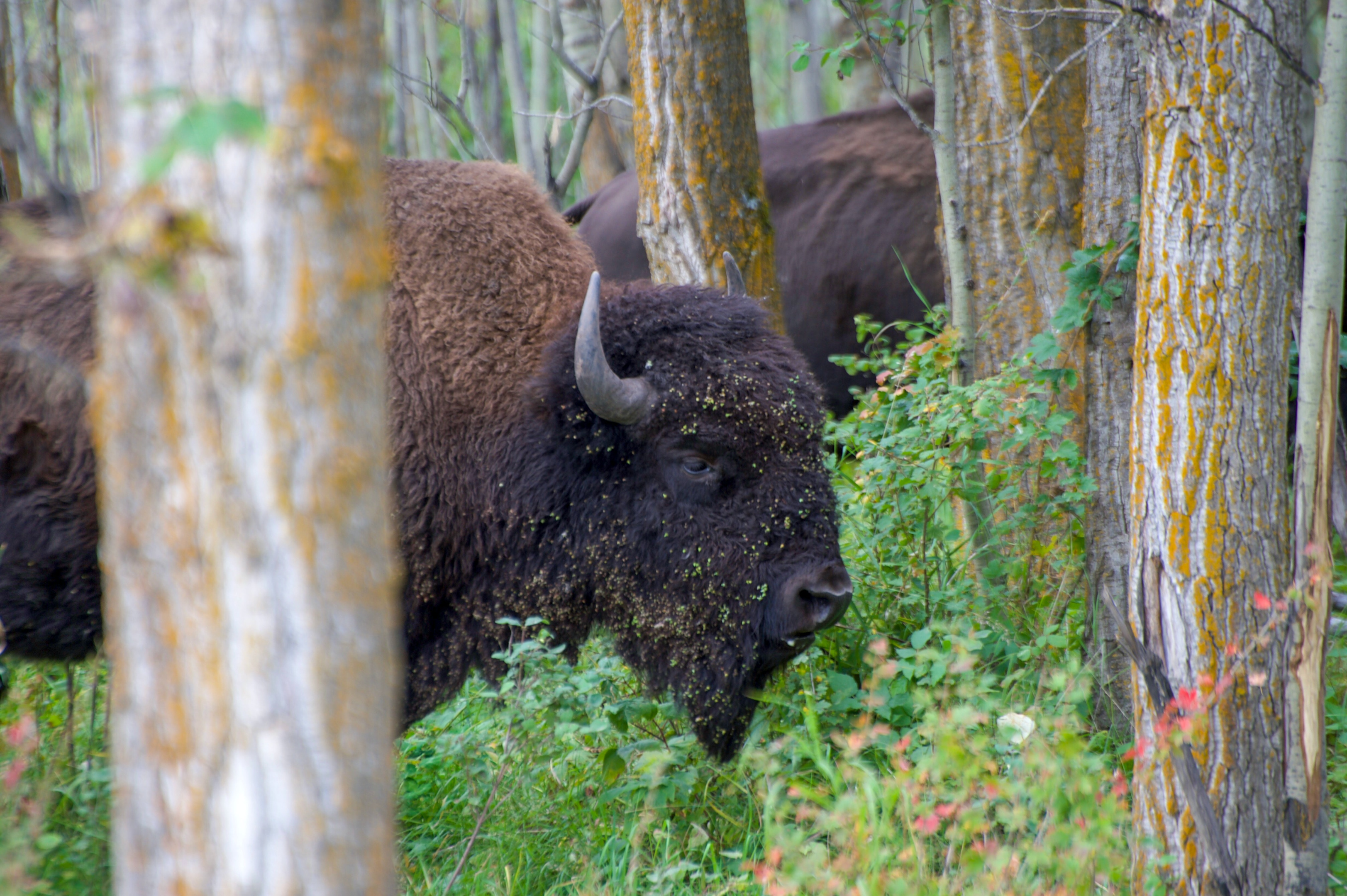 elk island park, parks canada