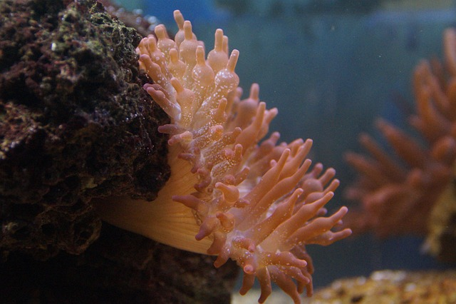 anemone, sea anemone, creature