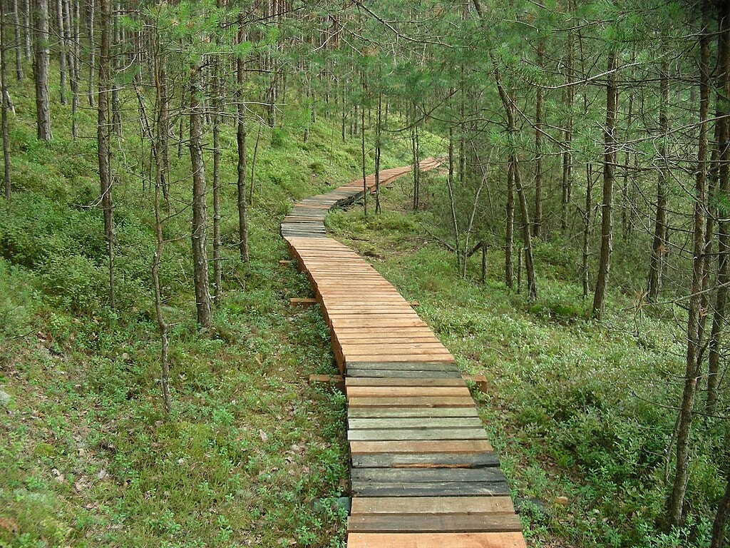 Bory Tucholskie w pobliżu miasta Chojnice. Źródło: https://commons.m.wikimedia.org/wiki/File:Park_Narodowy_Bory_Tucholskie_-_%C5%9Bcie%C5%BCka_turystyczna.jpg