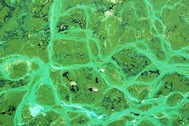 Pea soup appearance of toxic blue green algae