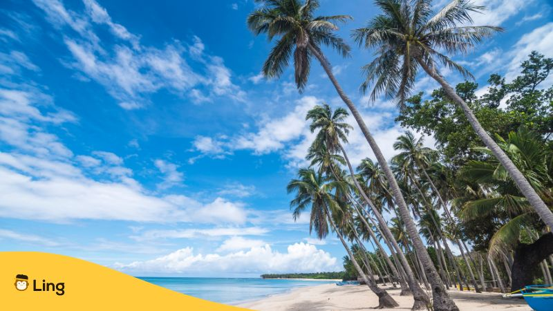 Low angle view of white sand beach and tall coconut palm trees in Saud beach, Pagudpud, Philippines.