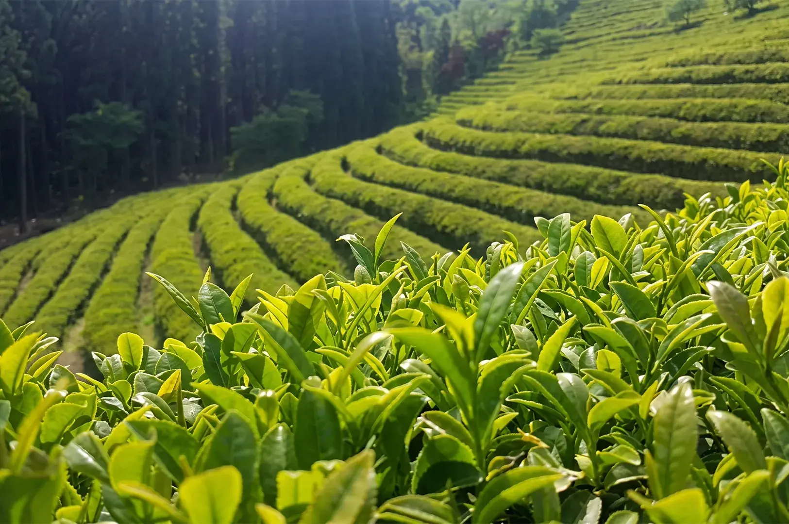 Close-up of vibrant green tea leaves with terraced tea fields sweeping up a lush hillside bordered by evergreen trees.