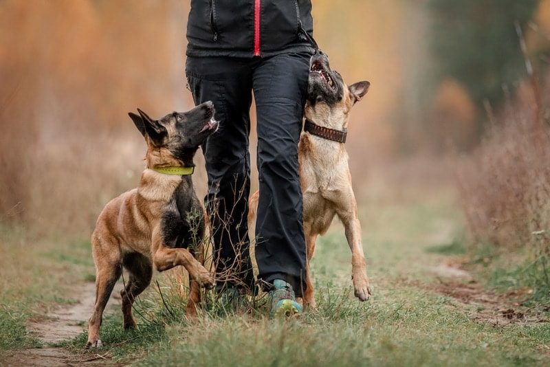 Training Tips for Multiple Dogs