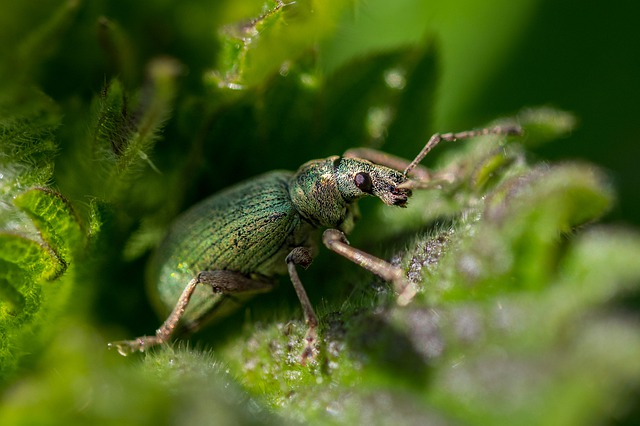 nettle, weevil, beetle