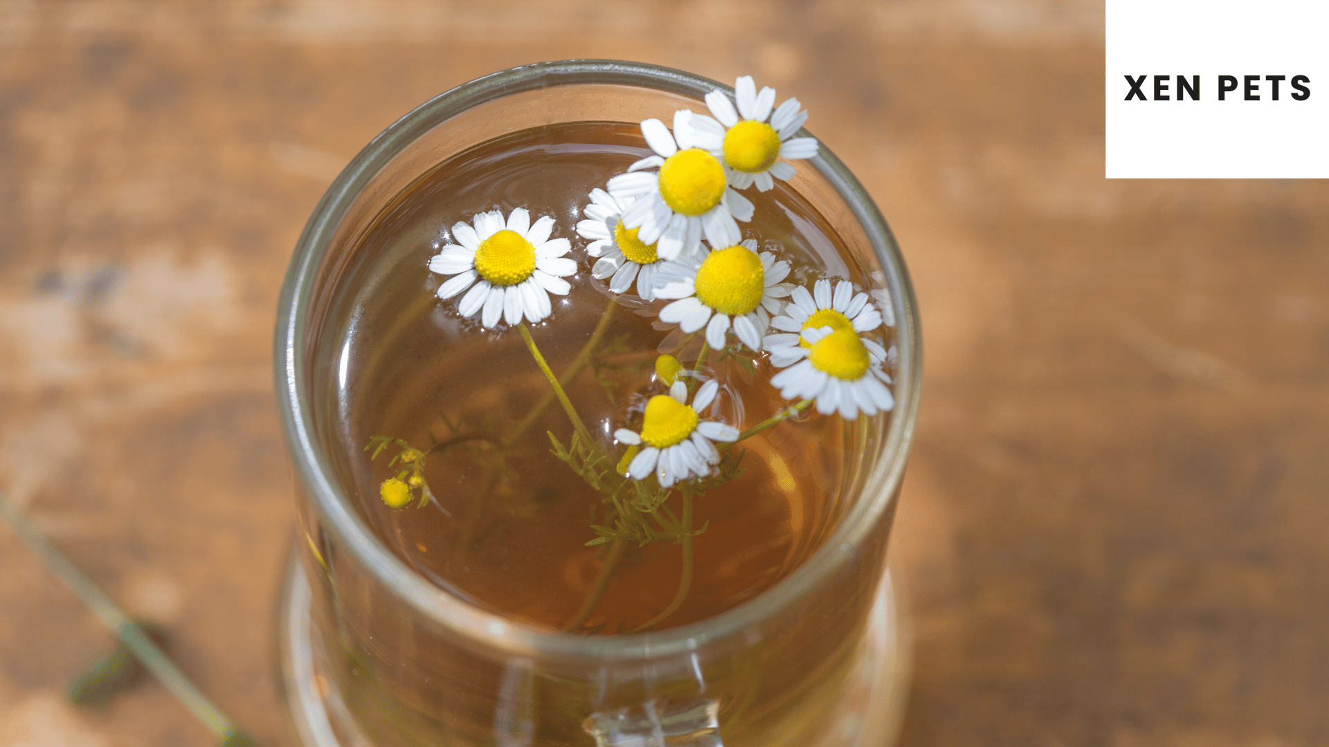 chamomile tea for dogs