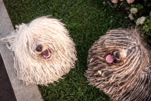 Two smiling Puli dogs sitting in a field looking up at a camera