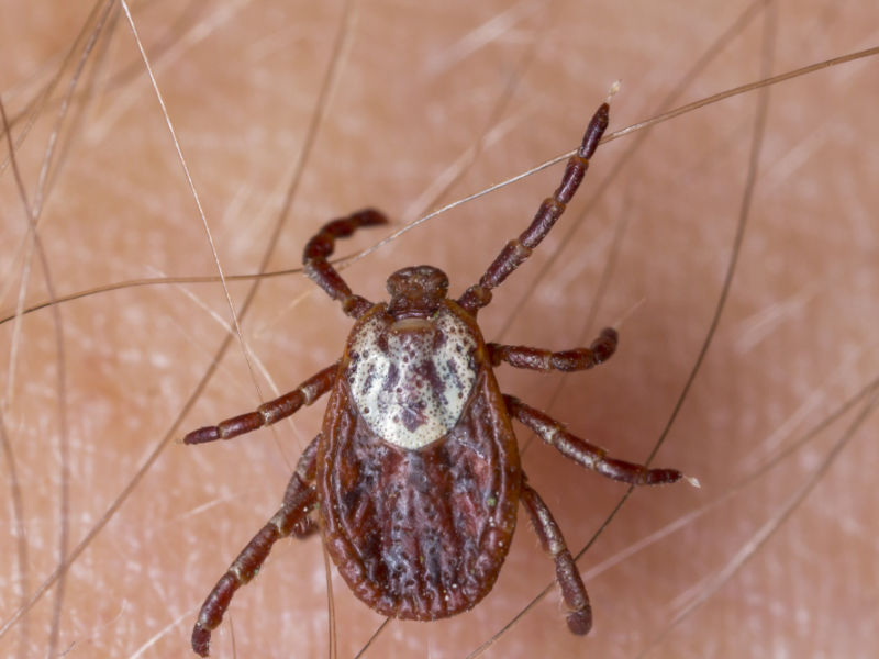 american dog tick