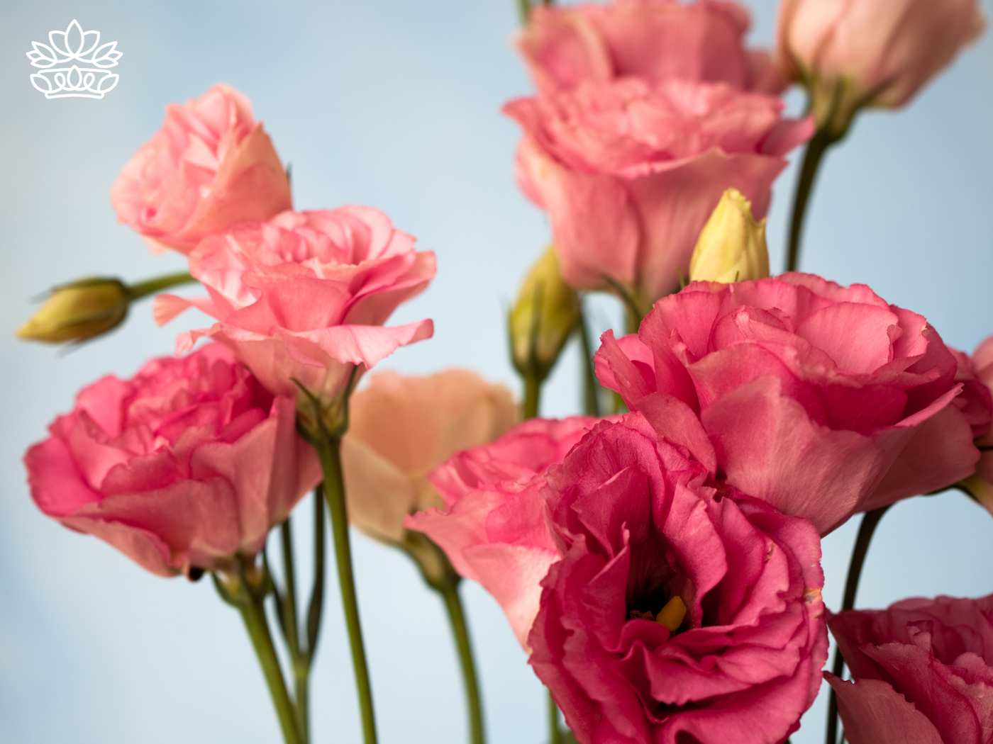 Close-up of soft pink lisianthus flowers, also known as Eustoma grandiflorum, captured in full bloom. These flowers represent the optimal bloom time to plant lisianthus, showcasing their delicate beauty. Featured in the Lisianthus Collection at Fabulous Flowers and Gifts
