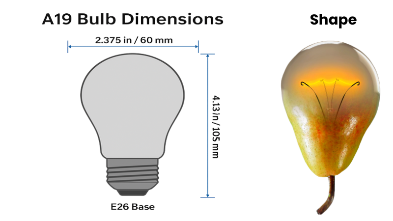 A19 dimensions and shape