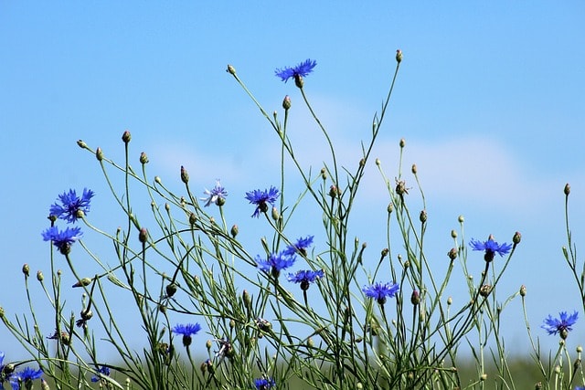 cornflowers, flower wallpaper, flowers, blue flowers, petals, blue petals, sky, bloom, blossom, meadow, field, plants, wildflowers, nature, cornflowers, flowers, beautiful flowers, blue flowers, blue flowers, blue flowers, blue flowers, wildflowers, wildflowers, wildflowers, wildflowers, wildflowers, flower background, nature