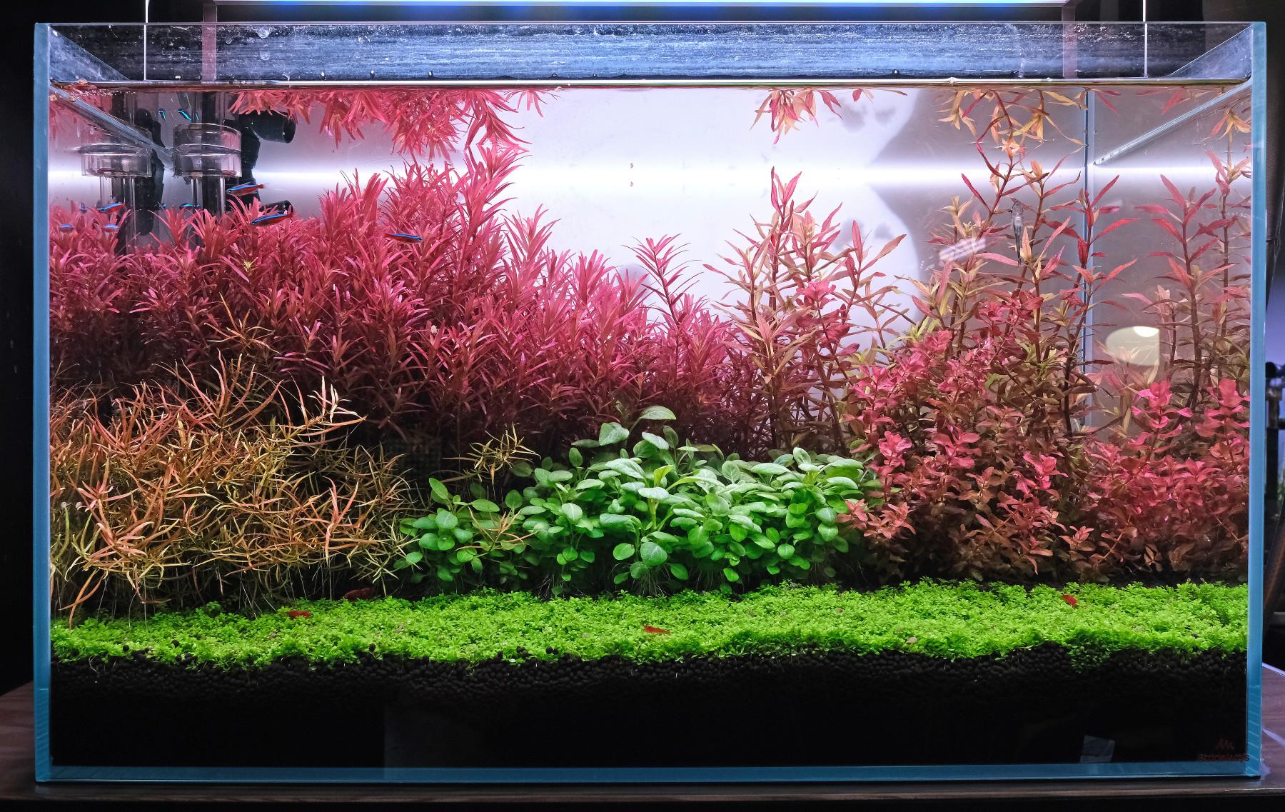Diatom algae planted aquarium