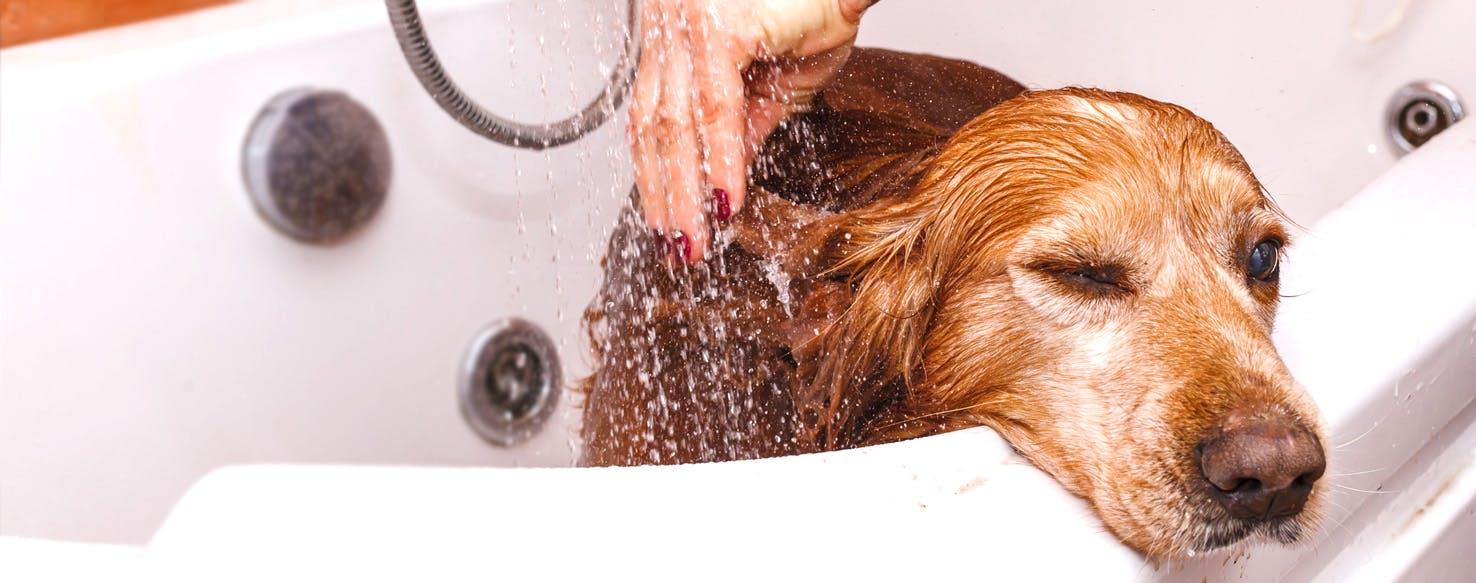 negative associations, shower head, dogs hate baths