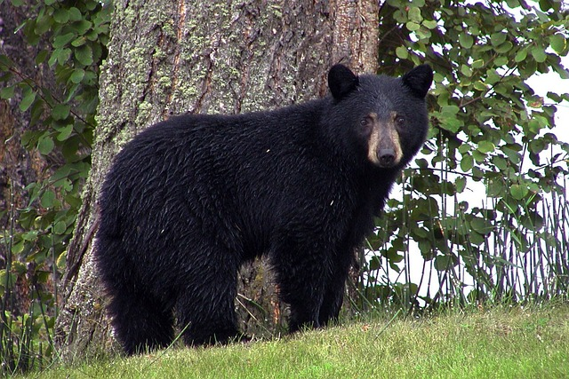 where to see bears in Gatlinburg