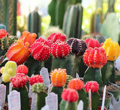 graft cactus, successfully grafted