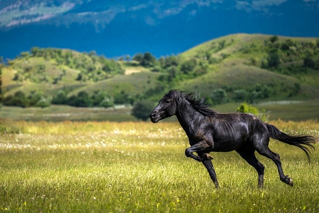 horse, stallion, equine, equestrian, countryside, field, nature, outside, summer, country, grass, pasture, mammal, horse, horse, horse, horse, horse