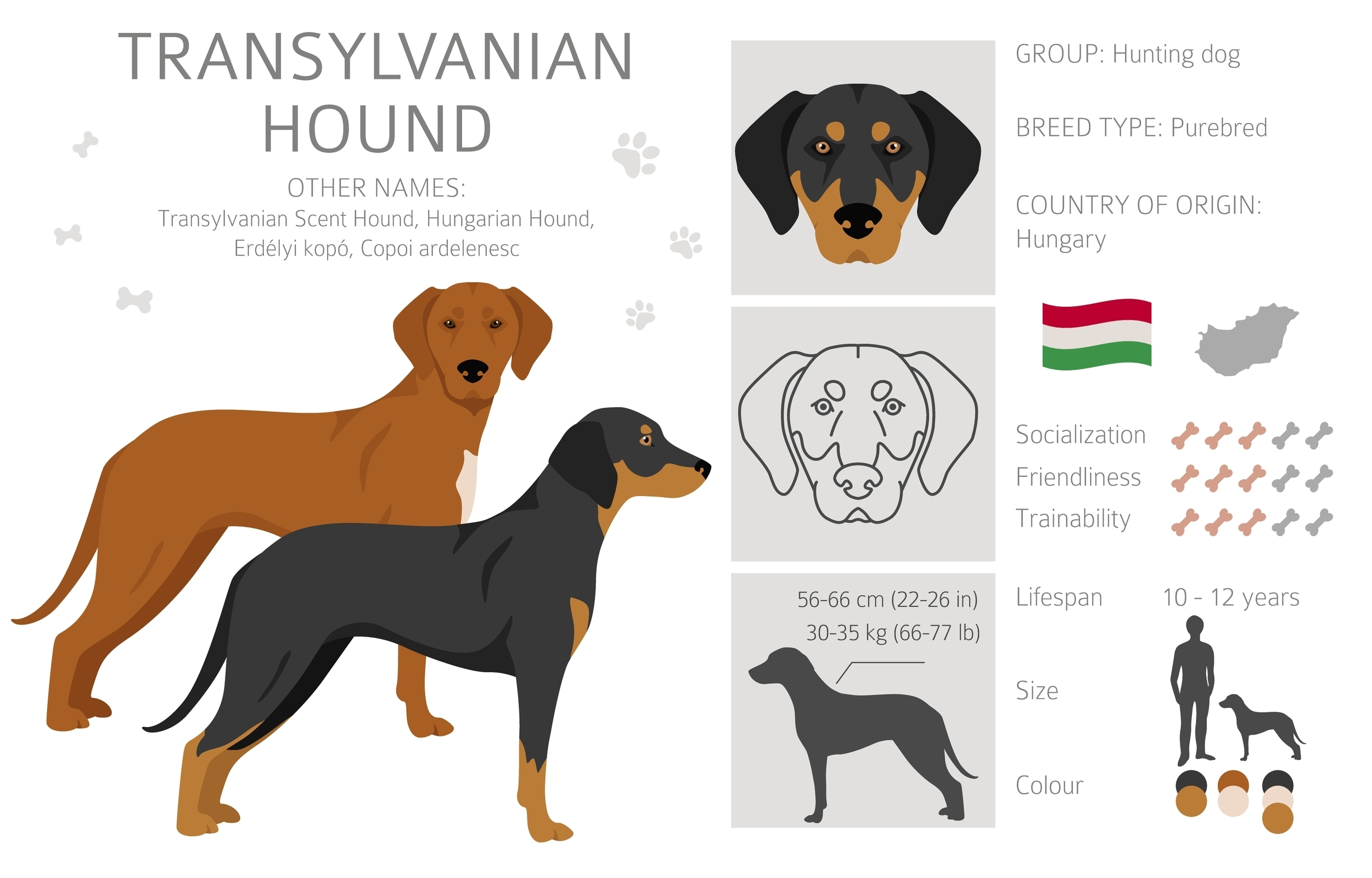 An illustration of the Transylvanian Hound