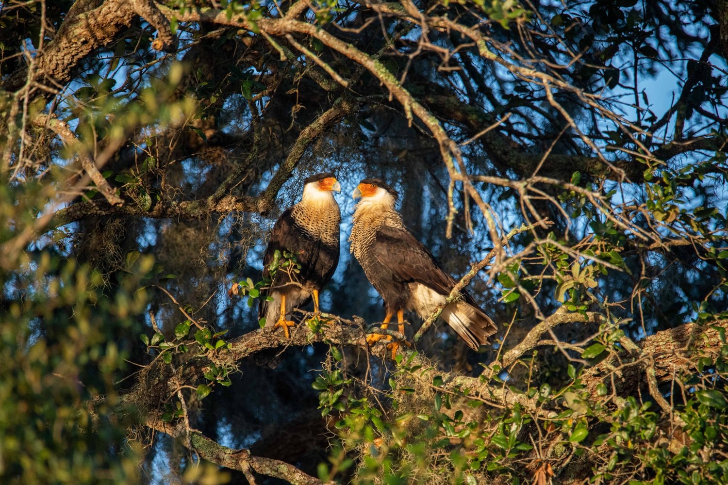 Favorite Florida Bird Watching Spots