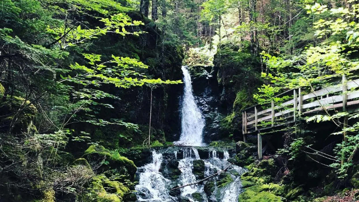 Lots of rare tree species, Fundy, New Brunswick