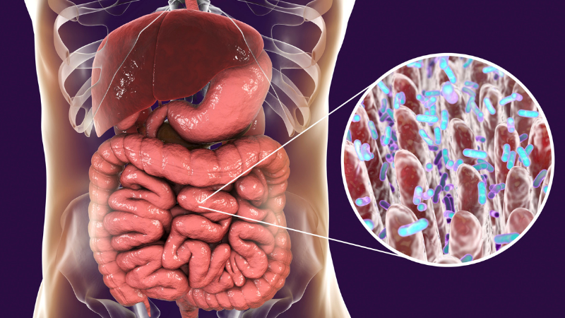 Die Darmschleimhaut ist verantwortlich für Schutz, Nährstoffaufnahme und Kommunikation mit dem Immunsystem