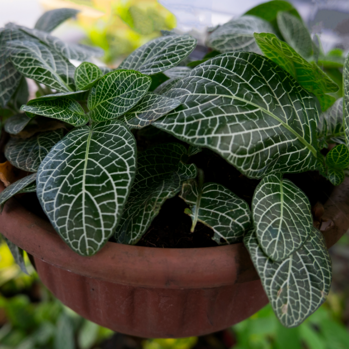 Calathea Makoyana with colorful foliage and striped leaves