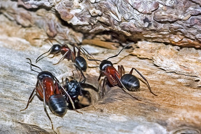 ants, insects, camponotus ligniperda