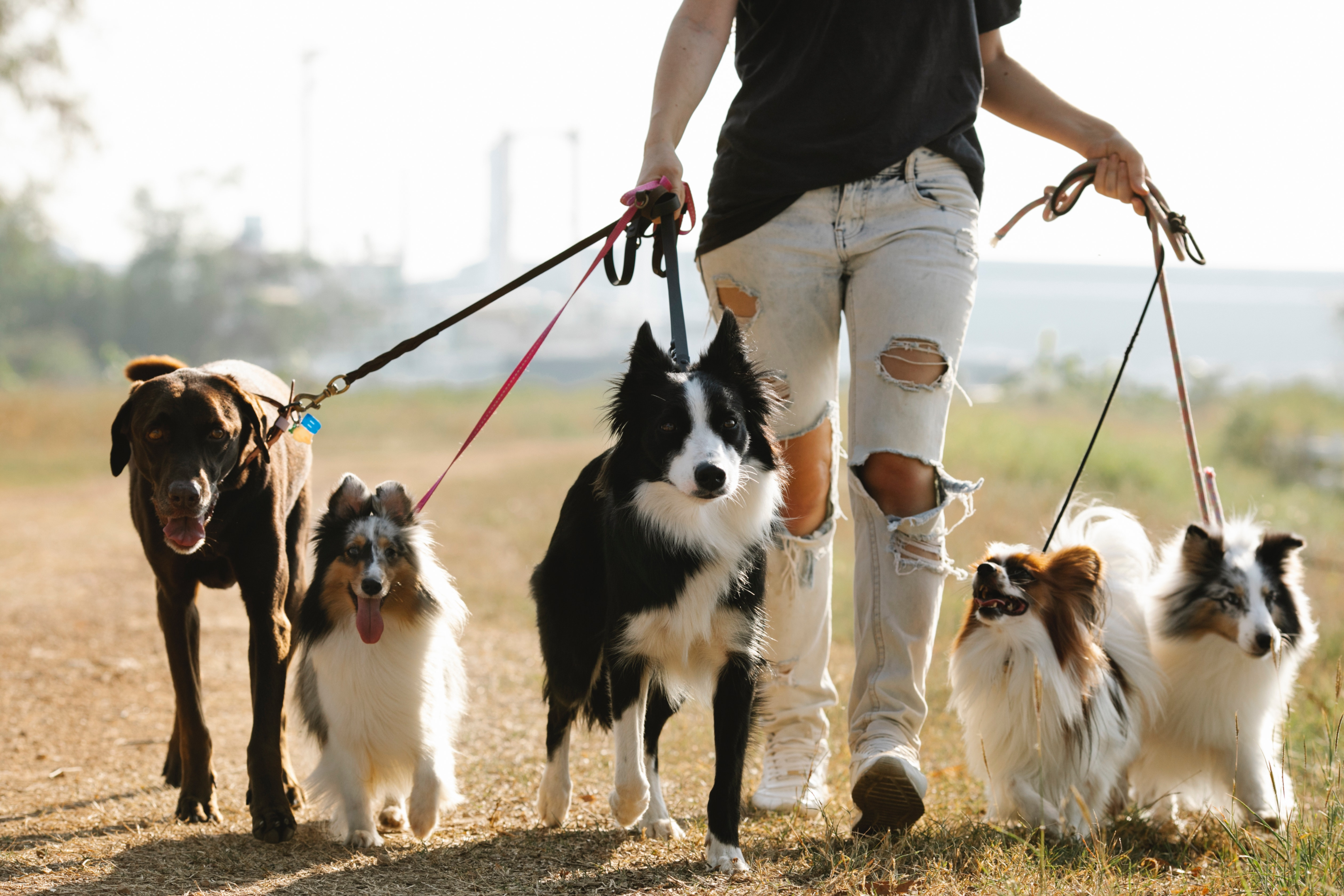 Um passeador de cães caminha com seus cães na coleira no campo
