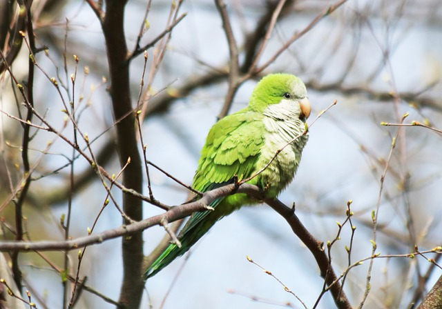 Baby Quaker Parrot