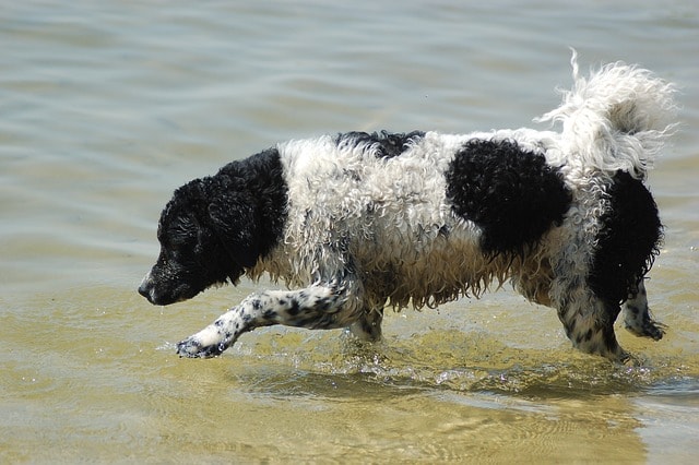 wetterhoun, dog, water