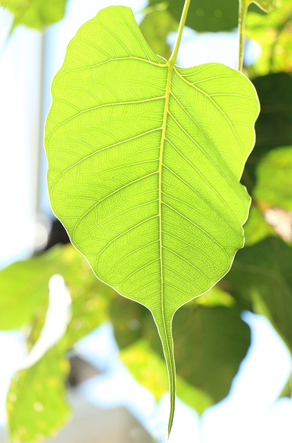 leaf, bodhi, nature