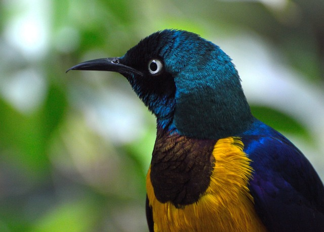 royal starling, bird, blue-green-yellow