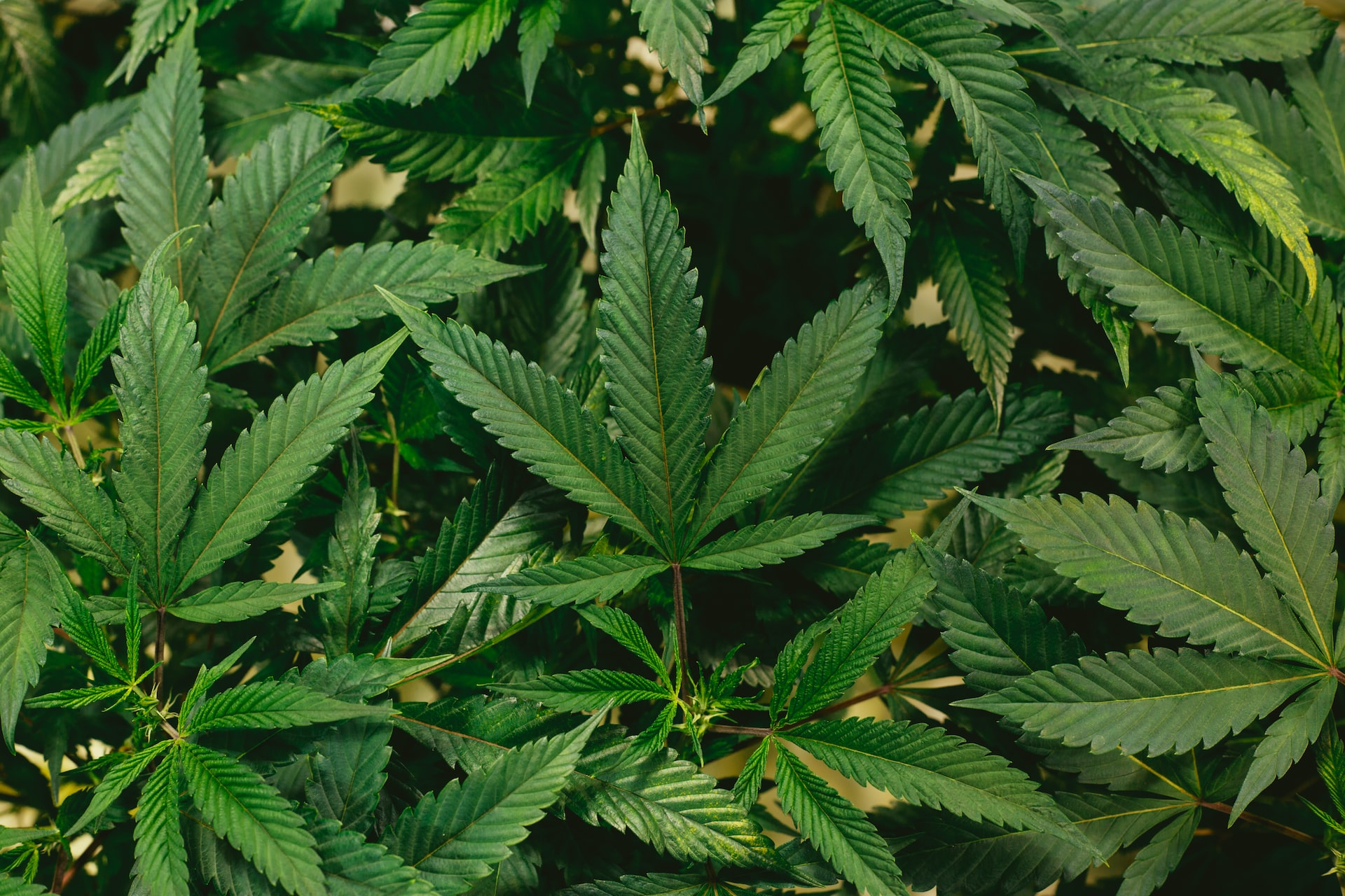 healthy plants